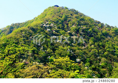 新緑とシロヤシオツツジの丹沢・塔ノ岳 24869280