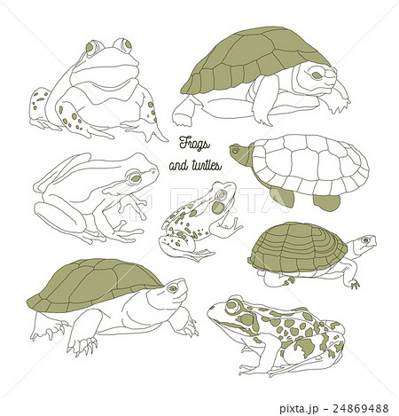 Set with frogs and turtless 24869488