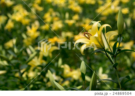 黄色のユリ 黄色のユリ 24869504