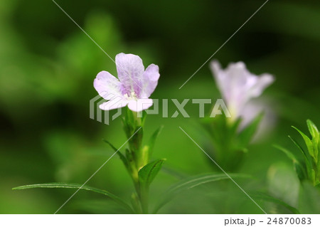 イセハナビ イセハナビ 24870083