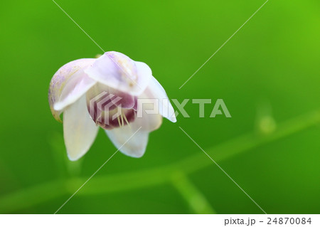 レンゲショウマ「 24870084