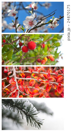 four seasons in the nature - collage 24870175