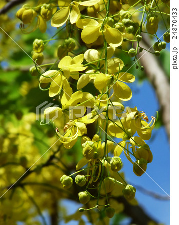 双子葉植物 双子葉 双子葉類 24870433