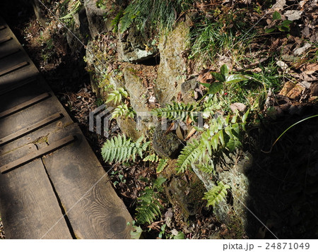 東京都八王子市の高尾山野草園の遊歩道に射す陽の光とそこに育つ野草 24871049