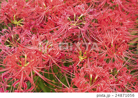 フラワーデスクトップ　曼珠沙華 24871056