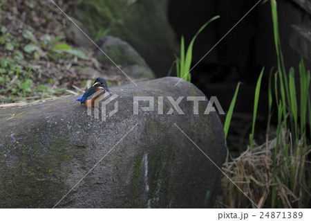カワセミ カワセミ 24871389