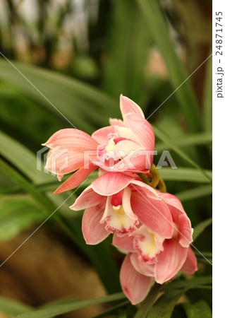 コチョウラン ファレノプシス コチョウラン属 24871745