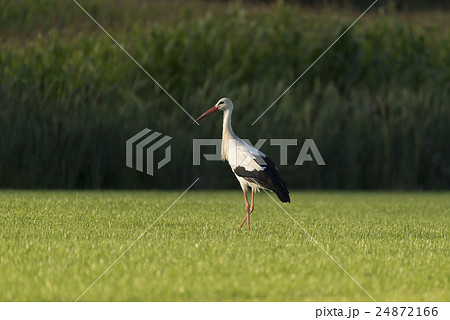 White Stork in a newly mowed meadow. 24872166