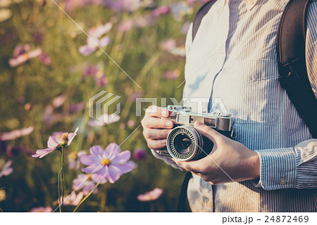 コスモスの季節 24872469