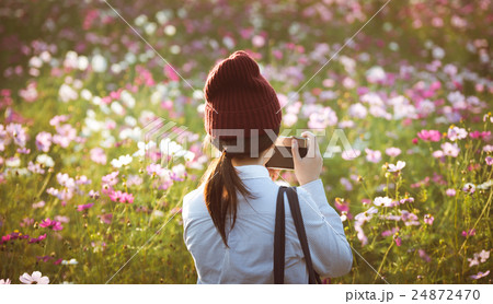 コスモスの季節 24872470