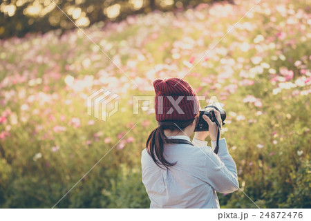 コスモスの季節 24872476