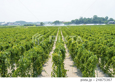 長芋畑 長芋畑 24875367