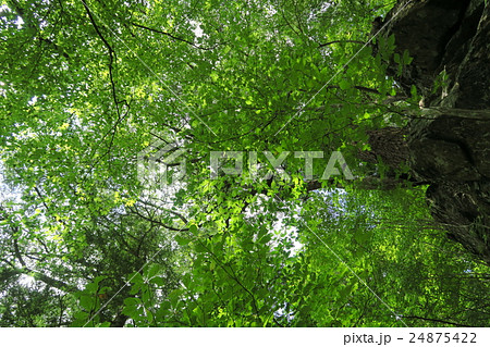 深い森 深い森 24875422