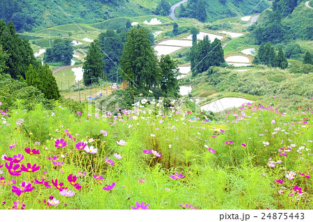 秋桜と棚田 24875443
