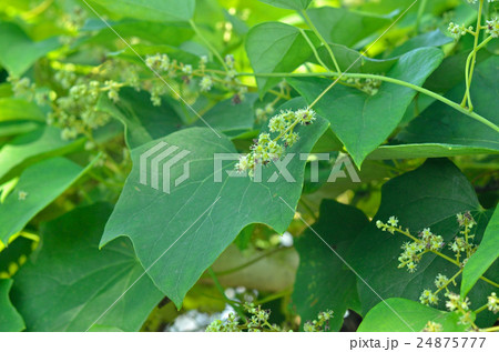 樹木：オオツヅラフジ　ツヅラフジ科 24875777