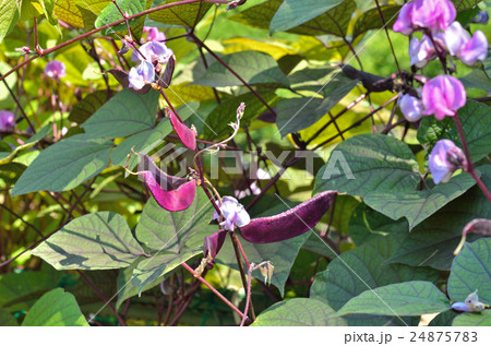 植物：フジマメ　マメ科 24875783