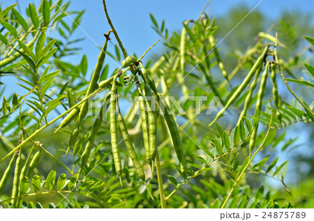 植物:クララ マメ科 植物:クララ マメ科 24875789