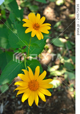 植物:キクイモモドキ キク科 植物:キクイモモドキ キク科 24875836