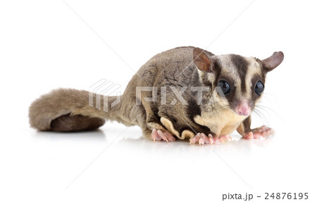 Sugar Glider on white background Sugar Glider on white background 24876195