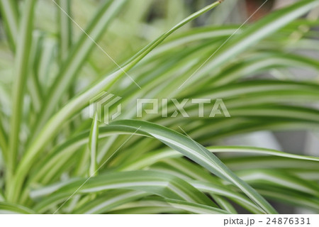 オリズルラン 24876331