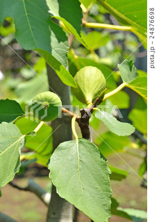 樹木：イチジク　クワ科 24876698