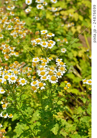 植物：ナツシロギク　キク科 24876699