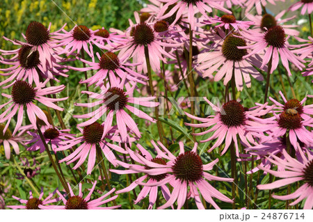 植物：ムラサキバレンギク　(エキナケア)　キク科 24876714