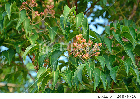 樹木:ゴンズイ ミツバウツギ科 樹木:ゴンズイ ミツバウツギ科 24876716