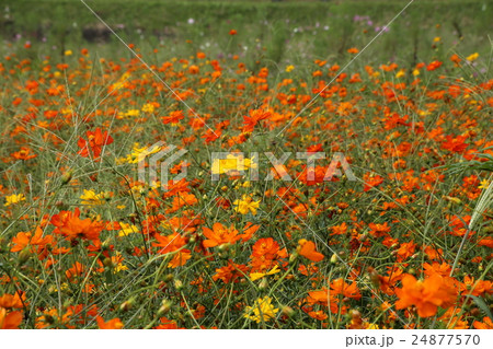 サニーイエロー（コスモス） 24877570