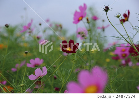 レッドベルサイユ（コスモス） 24877574