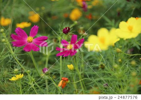 コスモス 24877576