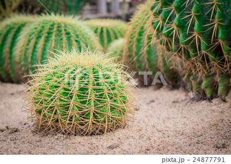 Cactus less green. 24877791