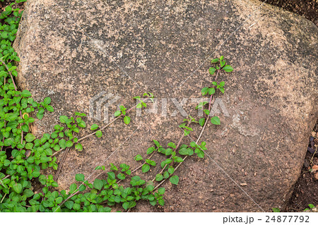 Ivy plants and stones. Ivy plants and stones. 24877792