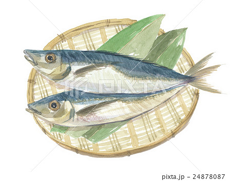 鯵 アジ 鯵 アジ 24878087