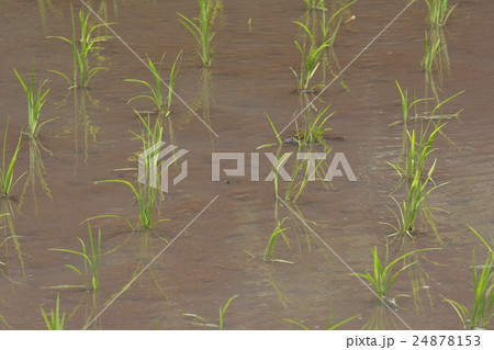 田植えの後 24878153