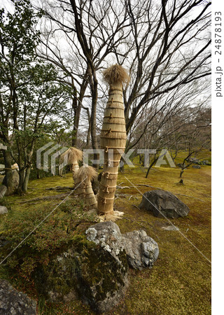 仙洞御所　蘇鉄 24878193