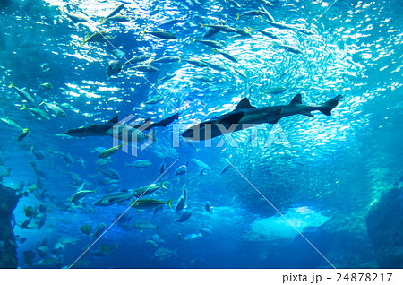 aquarium 24878217