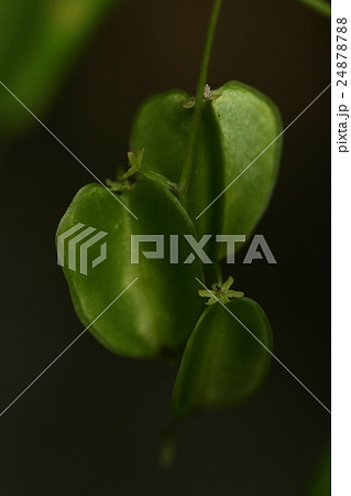 自然　植物　オニドコロ、九月初めの若い果実。三枚の翼のある変わった形をしています 24878788