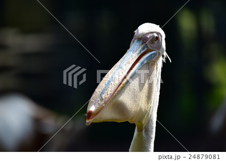 鳥 ペリカン 横顔 アップ ３ の写真素材