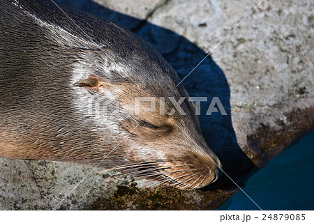 動物 アザラシ 昼寝 １ の写真素材