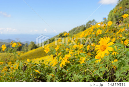 Wild mexican sunflower blooming moutain Wild mexican sunflower blooming moutain 24879551