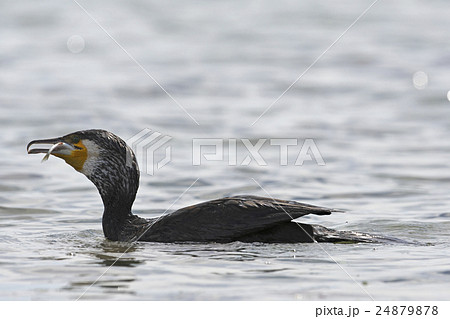 魚を飲み込むカワウ 魚を飲み込むカワウ 24879878