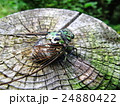 蝉 24880422