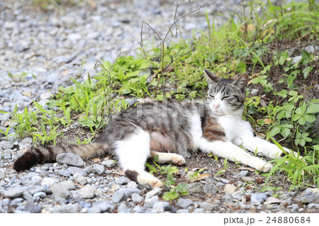 野良猫 野良猫 24880684