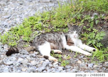 野良猫 野良猫 24880685