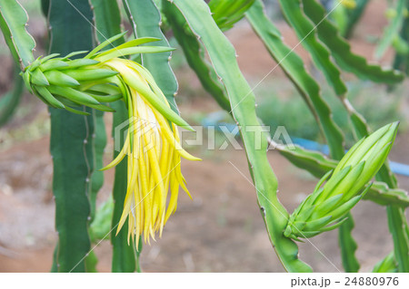 Dragon fruit,Pitaya on tree 24880976
