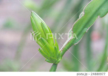 Dragon fruit,Pitaya on tree Dragon fruit,Pitaya on tree 24880977