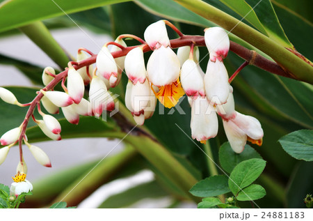 ゲットウの花 ゲットウの花 24881183