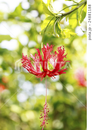 フウリンブッソウゲの花 24881188