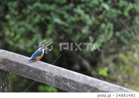カワセミ カワセミ 24881492